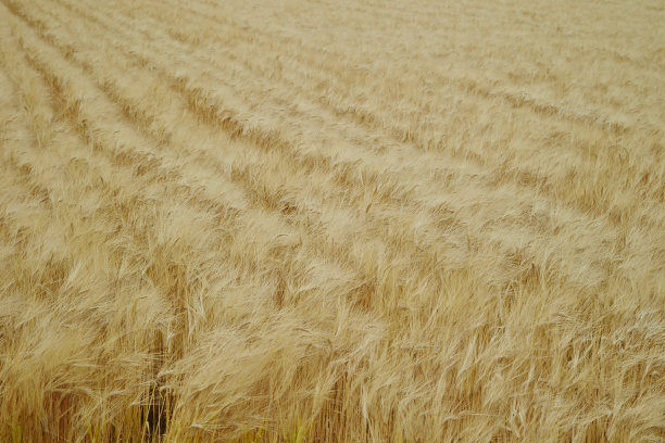 大麦领域图片下载