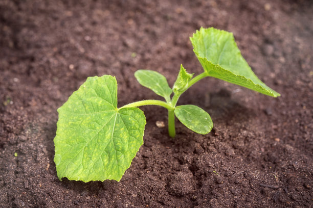 地上的黄瓜幼苗图片下载