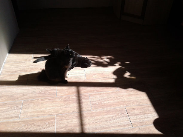 游戏的阴影。猫在阳光下汪汪叫。图片下载