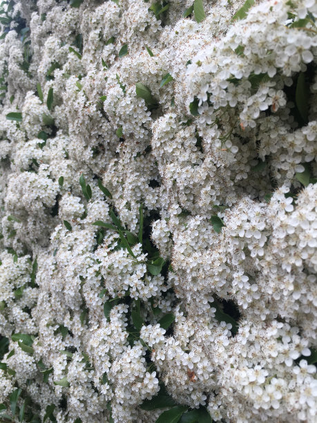 花墙上图片下载