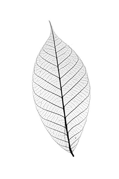 白色背景上的树叶骨架。图片下载