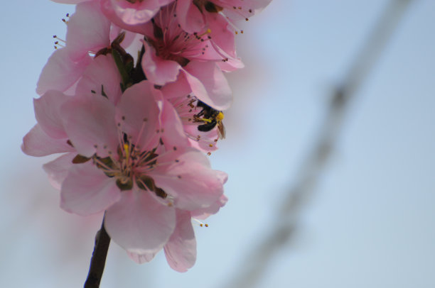 美丽的樱花图片下载