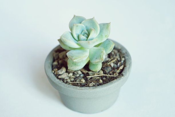 用于家居装饰的木桌多肉盆栽植物，拟石莲花图片下载