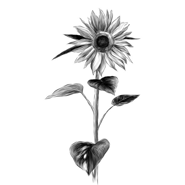 白色背景上有茎和叶的向日葵花图片下载
