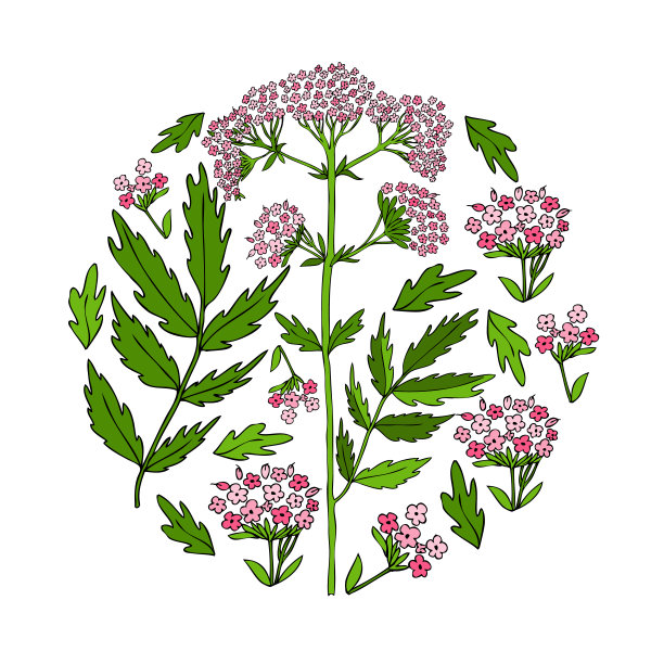 缬草手绘矢量彩色插图图片下载