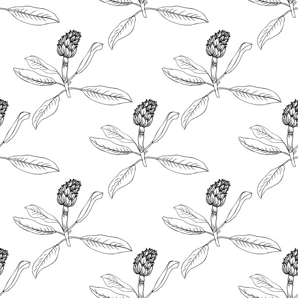 朝鲜蓟手绘草本装饰植物有机食品线稿设计健康市场餐厅菜单化妆品无缝图案矢量素材图片下载