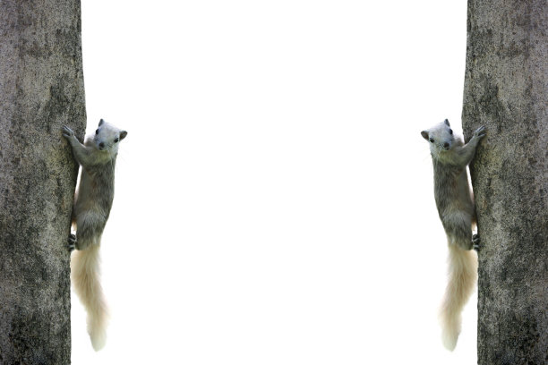 松鼠在树上孤立的白色背景图片下载