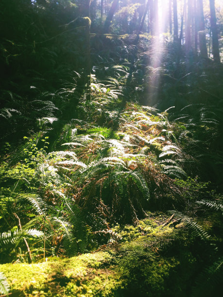 丛林热图片下载