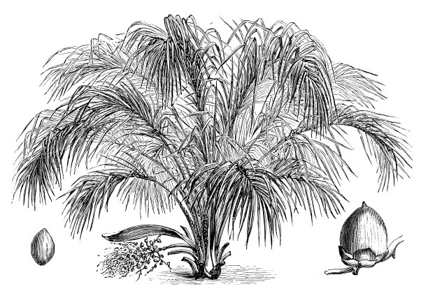 植物学植物仿古雕刻插图:澳洲可可图片下载