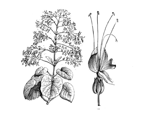 植物学植物仿古雕刻插图:石竹图片下载