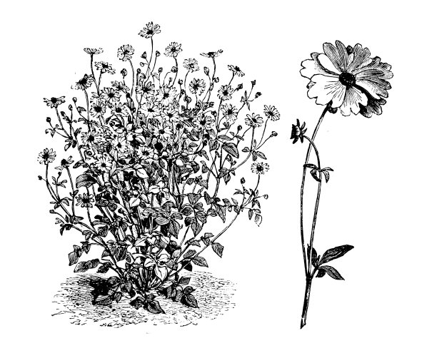 植物学植物仿古雕刻插图:金凤花、金凤花图片下载