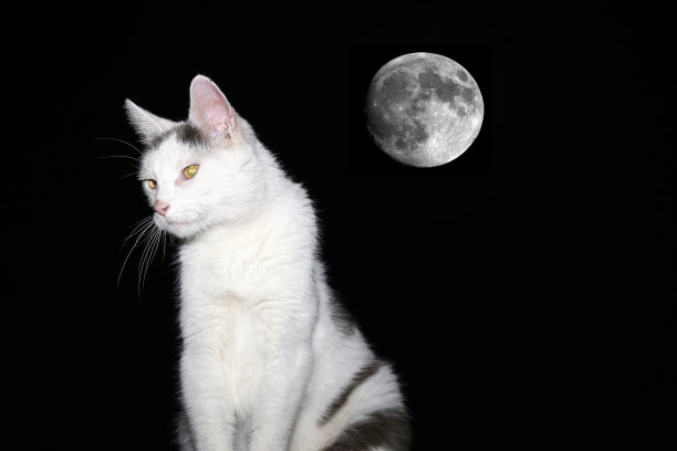 (家)月光下的猫图片下载