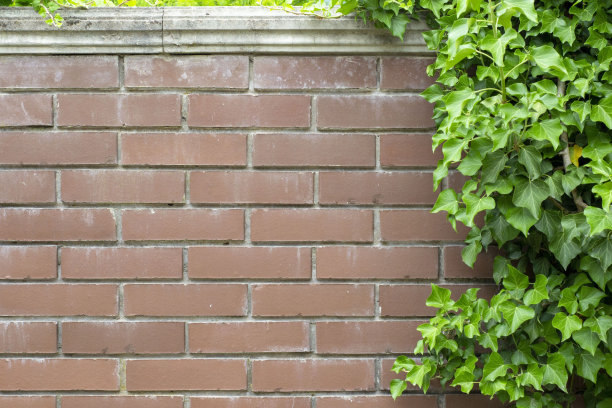 简单的照片背景图案红色砖墙与绿色常春藤图片下载