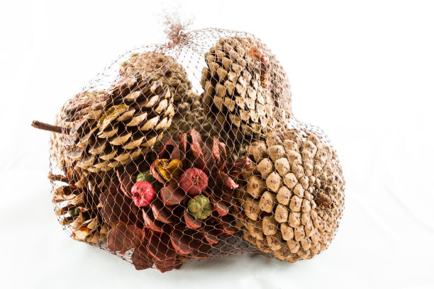 松果装在袋子里图片下载