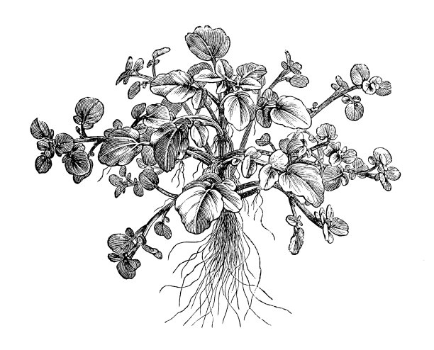 植物学植物仿古雕刻插图:西洋菜、旱金莲图片下载