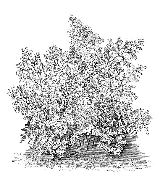 植物学植物仿古雕刻插图:隐花、欧芹图片下载