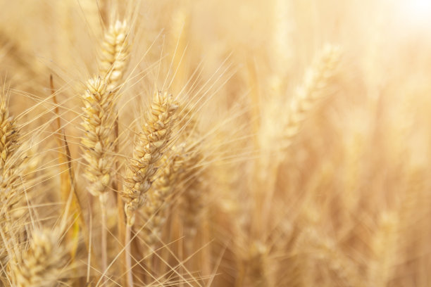 金色的麦田和阳光明媚的日子图片下载