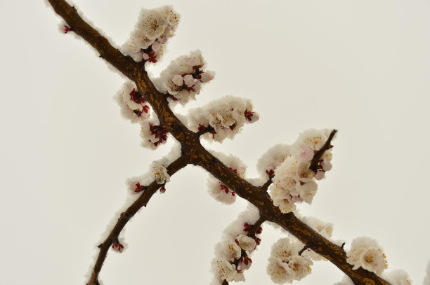 美丽的杏花图片下载