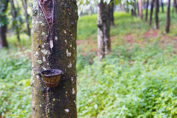 橡胶当橡胶。乳胶被送到工厂。图片下载