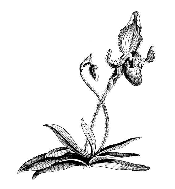 植物学植物古版画插图:兜兰图片下载