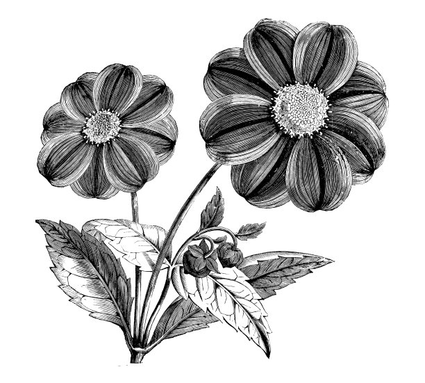 植物学古董雕刻插图：大丽花图片下载