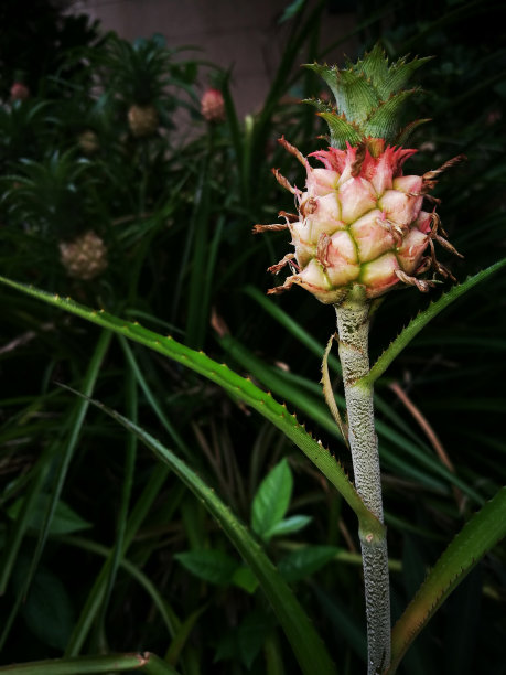 酒店大堂里的菠萝装饰植物。图片下载
