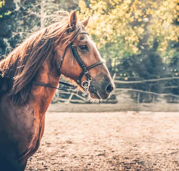 栗色的马。一个海湾种马的侧面头部照片。图片下载