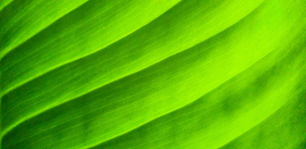 绿叶图案自然背景图片下载