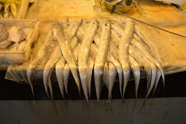 中国浙江省舟山岛沈家门渔村市场上的鲜鱼图片下载