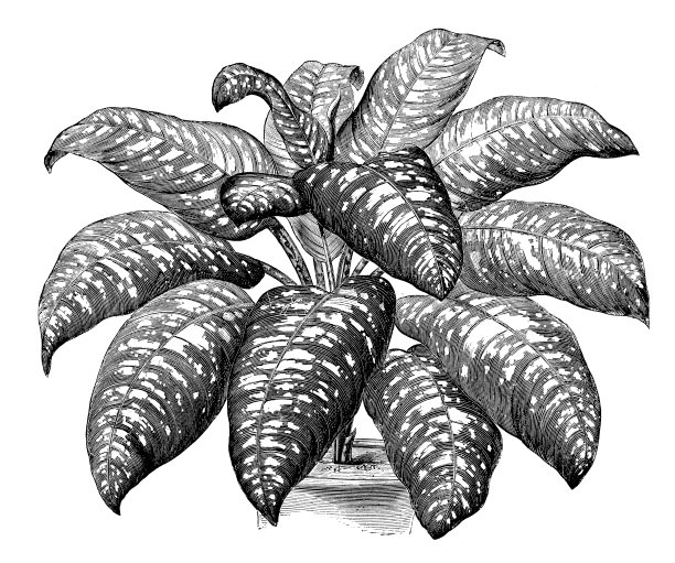 植物学植物仿古雕刻插图:白花图片下载