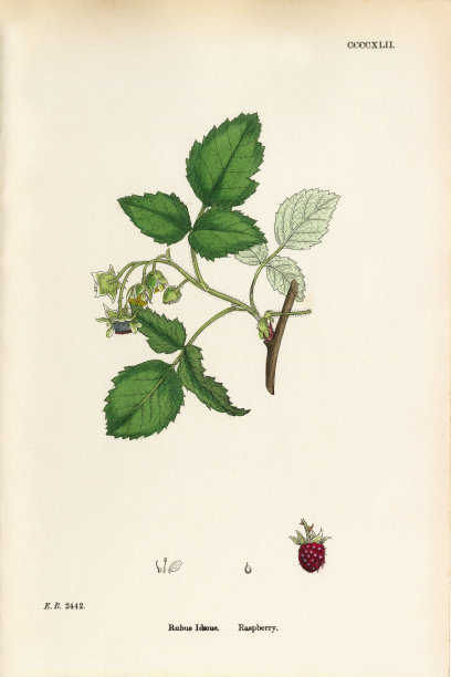 树莓，悬钩子，维多利亚植物学插图，1863年图片下载