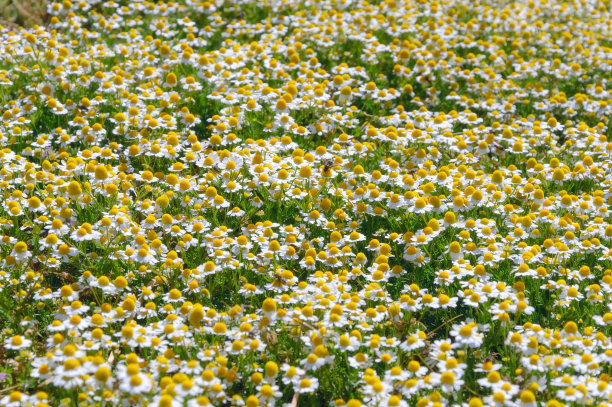 洋甘菊花卉领域图片下载