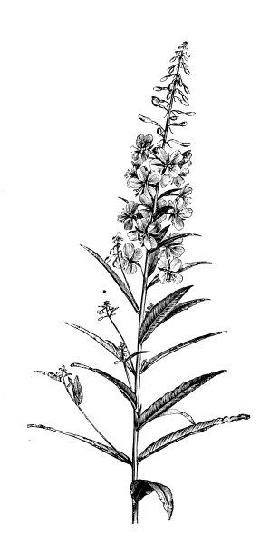 植物学植物古版画插图:芒萁图片下载