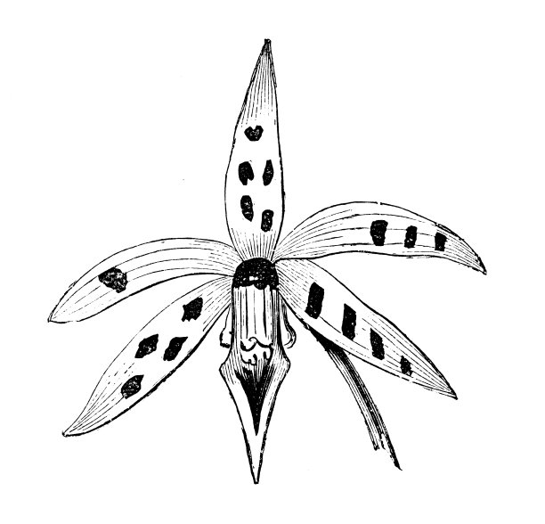 植物学植物仿古雕刻插图:棱果外延图片下载