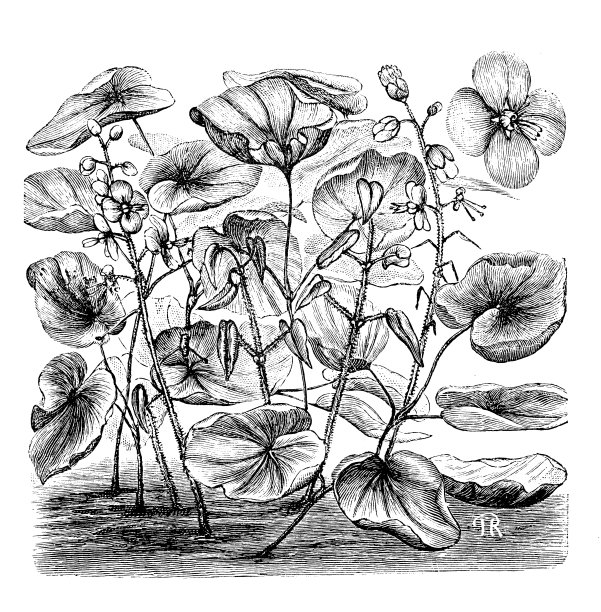 植物学植物古版画插图:羽淫羊藿图片下载