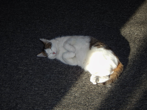 猫睡着了。图片下载