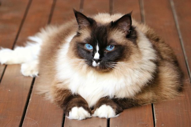 伯曼猫图片下载