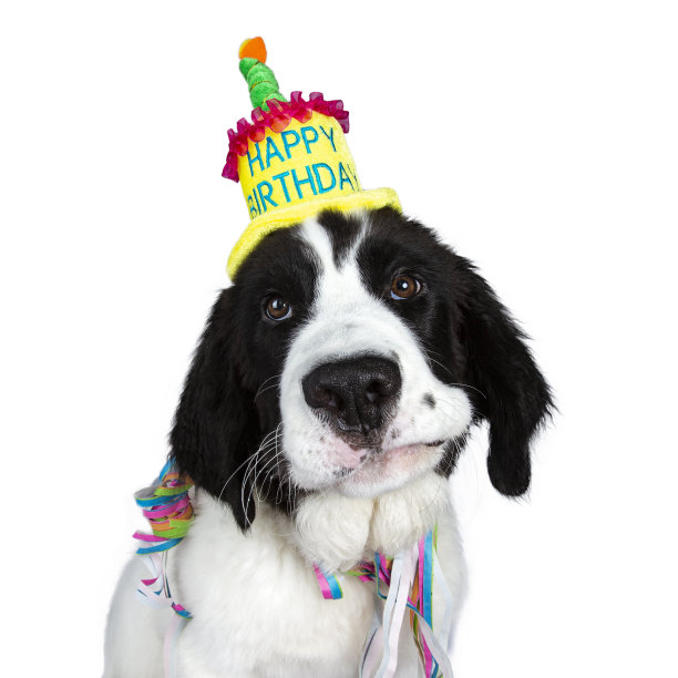 搞笑的黑白兰西尔小狗头戴生日派对的帽子和花环孤立在白色的背景看相机很无聊图片下载