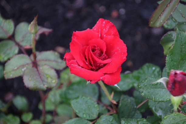 从荷兰博斯库的一个玫瑰花坛中分离出来的一种名为“英格兰的骄傲”的玫瑰图片下载