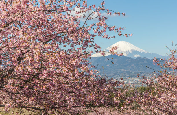 春天的河津樱花和富士山图片下载