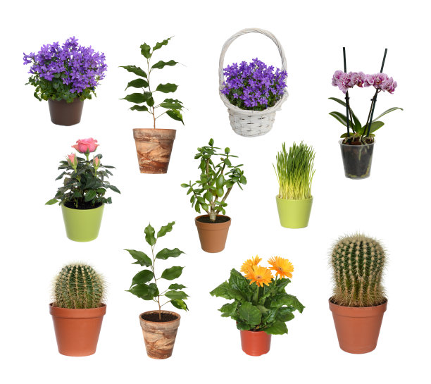 室内盆栽植物图片下载