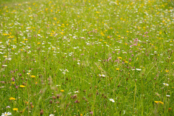 威斯在登阿尔彭阿姆特格恩西图片下载