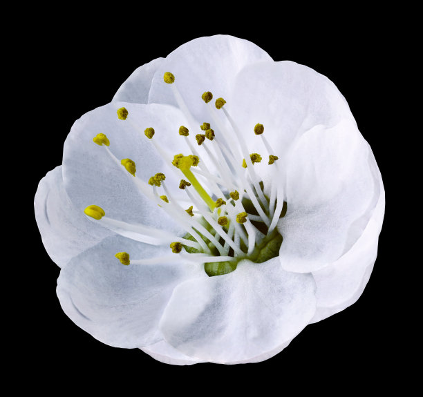 轻轻地白色苹果树花孤立在黑色背景与修剪路径没有阴影。特写镜头。为设计。大自然。图片下载