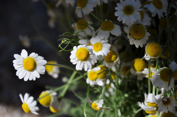 鲜花乡间夏日雏菊图片下载