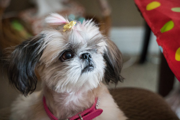 狮子狗公主图片下载