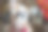 狮子狗公主图片下载
