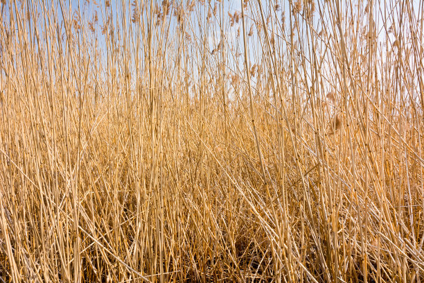 干芦苇在一个晴朗的早春。图片下载