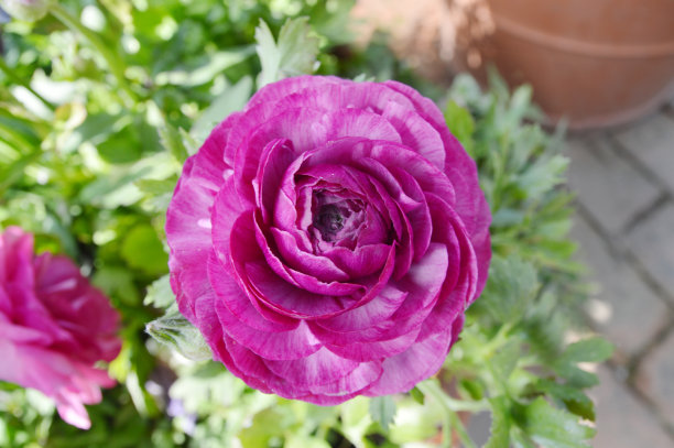 紫色的毛茛属植物图片下载