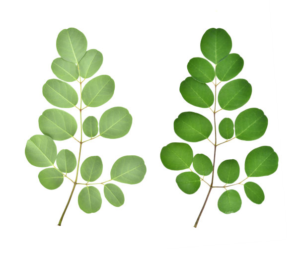 绿色的桑椹叶的分支图片下载