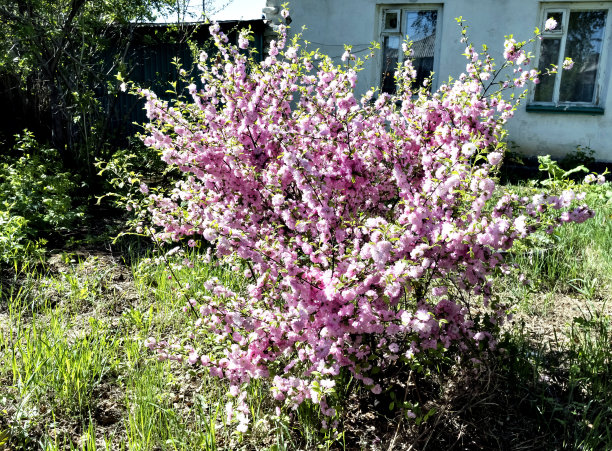 花园里盛开着中国樱花图片下载